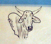 Brahma bull head 2